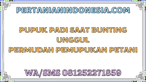 Pupuk Padi Saat Bunting Unggul Permudah Pemupukan Petani